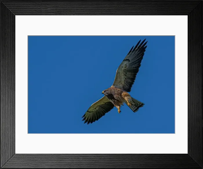 Framed Print : Red-tailed Hawk (Buteo jamaicensis) in Flight Framed Print : Red-tailed Hawk (Buteo jamaicensis) in Flight