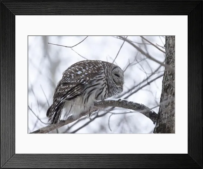 Framed Print : barred owl (Strix varia) in winter Framed Print : barred owl (Strix varia) in winter
