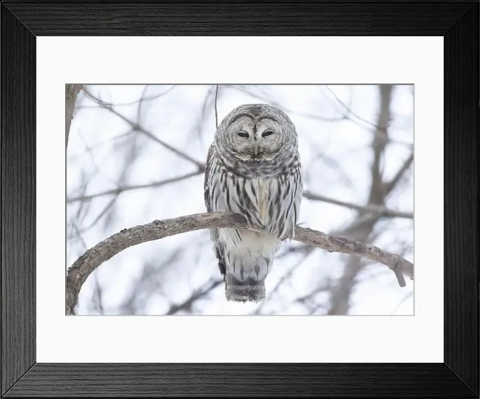 Framed Print : barred owl (Strix varia) in winter Framed Print : barred owl (Strix varia) in winter