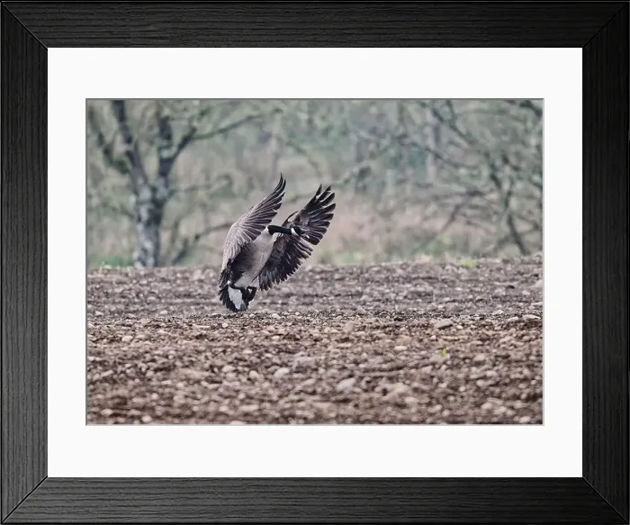 Framed Print : Goose Canada (Branta canadensis), coming in to land on ploughed field, Dumfries, SW Scotland Framed Print : Goose Canada (Branta canadensis), coming in to land on ploughed field, Dumfries, SW Scotland