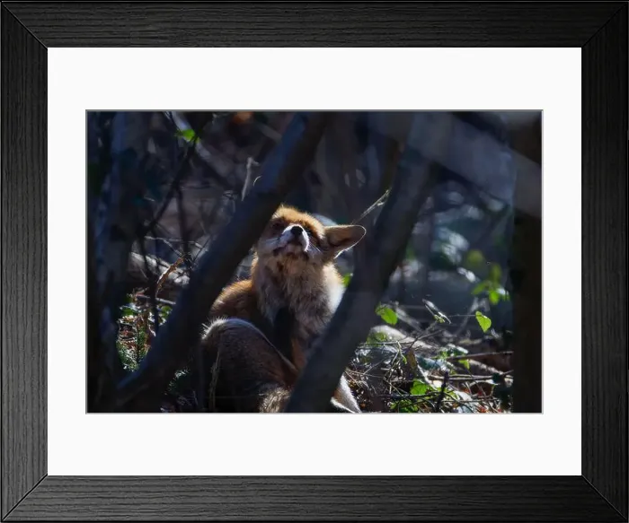 Framed Print : A Fox between the trees bading in the sun. (Omnivorous mammals, familiy Canidae) Framed Print : A Fox between the trees bading in the sun. (Omnivorous mammals, familiy Canidae)