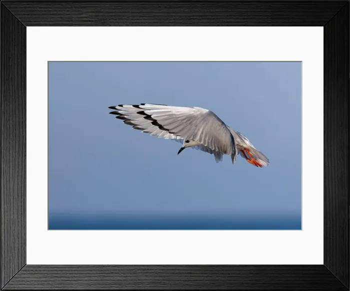 Framed Print : Bonaparte's Gull hovering in search of food - Lake Huron, Ontario, Canada Framed Print : Bonaparte's Gull hovering in search of food - Lake Huron, Ontario, Canada