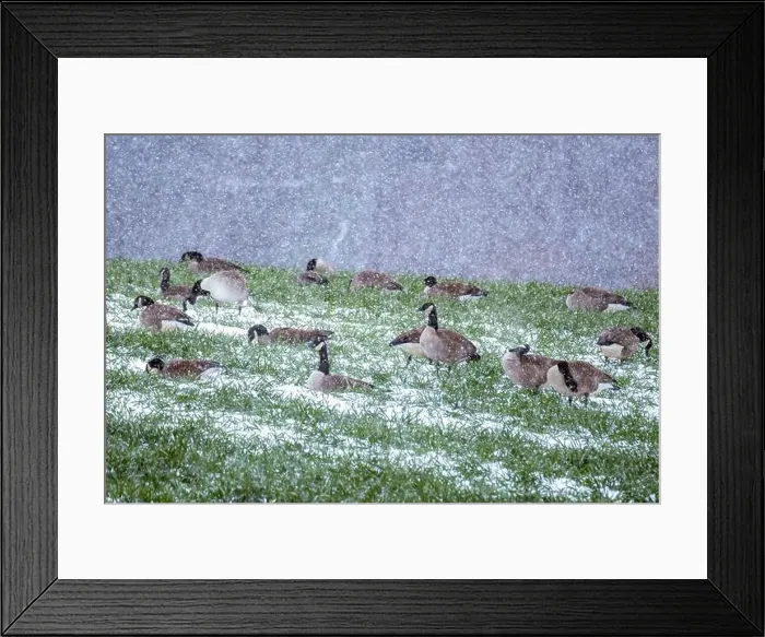 Framed Print : A gaggle of Canada Geese in the snow. that decided not to fly south for the winter. Raleigh, North Carolina Framed Print : A gaggle of Canada Geese in the snow. that decided not to fly south for the winter. Raleigh, North Carolina
