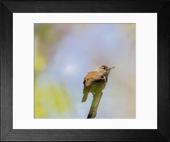 Framed Print : House Wren in springtime in Ontario Framed Print : House Wren in springtime in Ontario