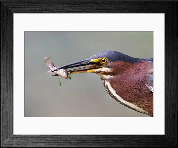 Framed Print : Green Heron (Butoroides virescens) with a small fish in its beak - Pinery Provincial Park, ON Framed Print : Green Heron (Butoroides virescens) with a small fish in its beak - Pinery Provincial Park, ON