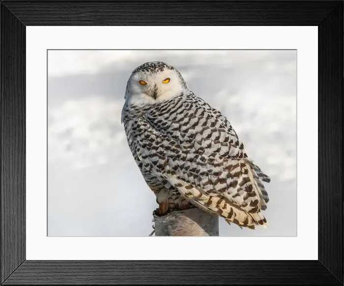 Framed Print : Snowy owl (Bubo scandiacus) perching on a pole on a cold winter morning, Southern Ontario Framed Print : Snowy owl (Bubo scandiacus) perching on a pole on a cold winter morning, Southern Ontario