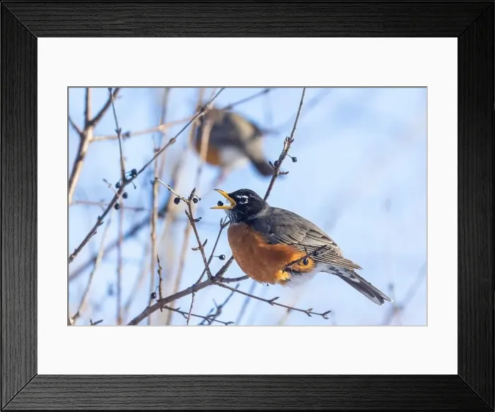 Framed Print : American robin (Turdus migratorius) in winter Framed Print : American robin (Turdus migratorius) in winter
