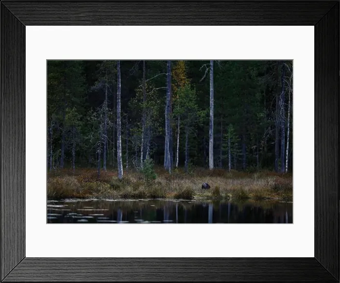 Framed Print : Taiga forest with wolverine. Finland wildlife Framed Print : Taiga forest with wolverine. Finland wildlife