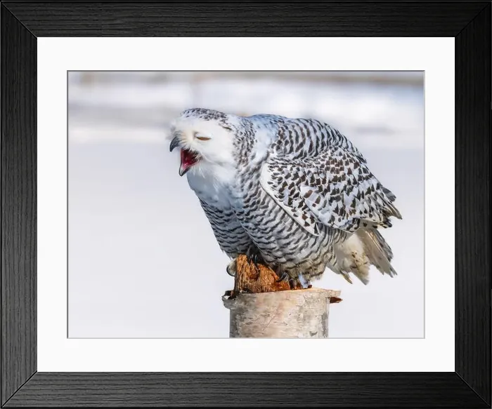 Framed Print : Snowy owl (Bubo scandiacus) perching on a pole on a cold winter morning, Southern Ontario Framed Print : Snowy owl (Bubo scandiacus) perching on a pole on a cold winter morning, Southern Ontario