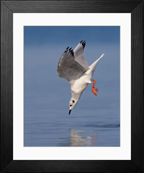 Framed Print : Bonaparte's Gull diving for food - Lake Huron, Ontario, Canada Framed Print : Bonaparte's Gull diving for food - Lake Huron, Ontario, Canada