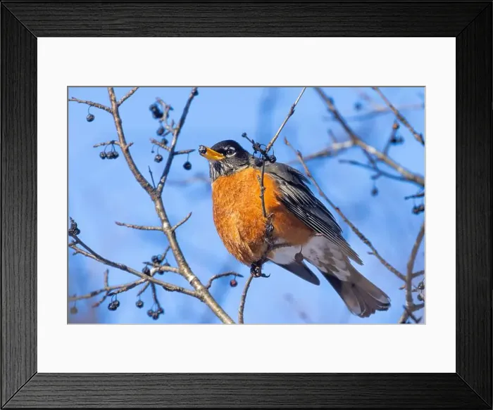 Framed Print : American robin (Turdus migratorius) in winter Framed Print : American robin (Turdus migratorius) in winter