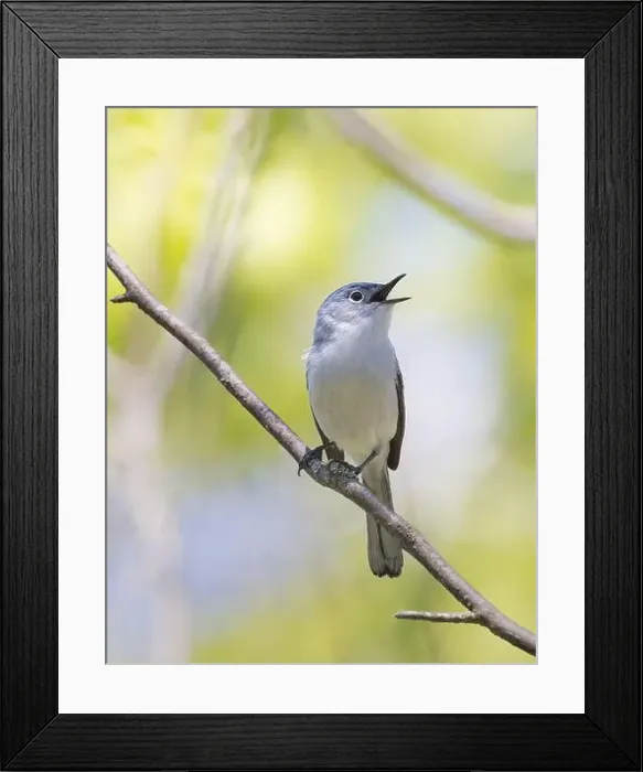 Framed Print : Male Blue-gray Gnatcatcher in a forest in spring Framed Print : Male Blue-gray Gnatcatcher in a forest in spring
