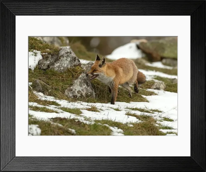 Framed Print : Red fox in a high mountain area on a very snowy day with the last light of a cold winter day Framed Print : Red fox in a high mountain area on a very snowy day with the last light of a cold winter day