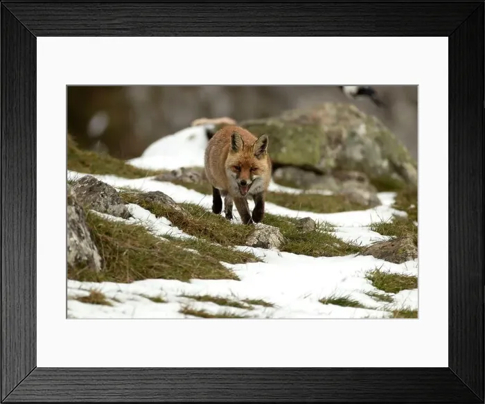 Framed Print : Red fox in a high mountain area on a very snowy day with the last light of a cold winter day Framed Print : Red fox in a high mountain area on a very snowy day with the last light of a cold winter day