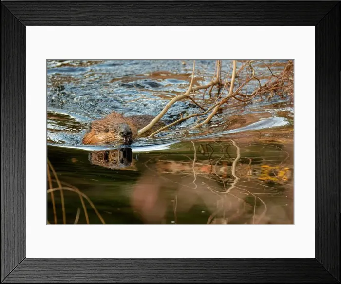 Framed Print : A wild North American beaver (Castor canadensis) is carrying a branch as it swims across the water's surface in a creek Framed Print : A wild North American beaver (Castor canadensis) is carrying a branch as it swims across the water's surface in a creek