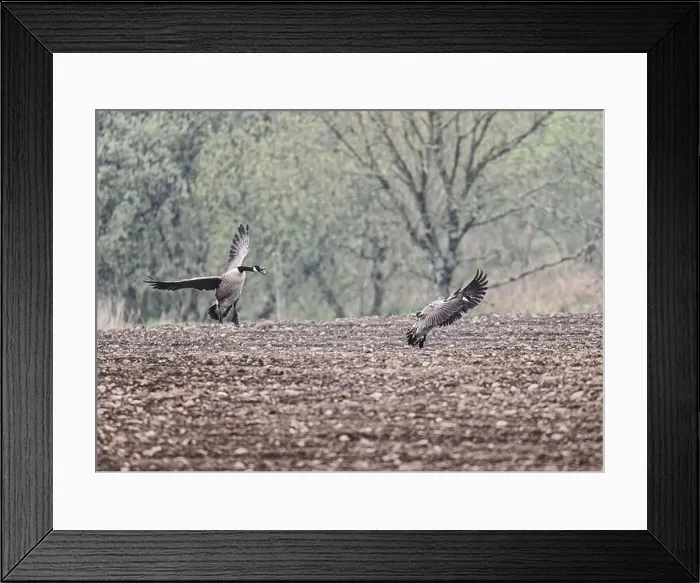 Framed Print : Goose Canada (Branta canadensis), coming in to land on ploughed field, Dumfries, SW Scotland Framed Print : Goose Canada (Branta canadensis), coming in to land on ploughed field, Dumfries, SW Scotland