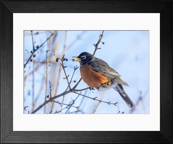 Framed Print : American robin (Turdus migratorius) in winter Framed Print : American robin (Turdus migratorius) in winter