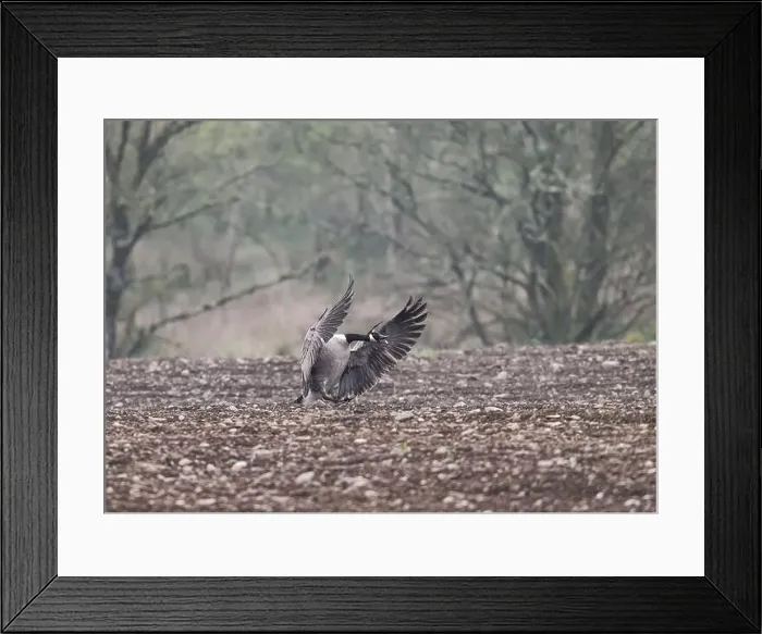 Framed Print : Goose Canada (Branta canadensis), coming in to land on ploughed field, Dumfries, SW Scotland Framed Print : Goose Canada (Branta canadensis), coming in to land on ploughed field, Dumfries, SW Scotland