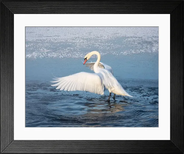 Framed Print : Large white swan actively flaps its wings while standing in the water in spring Framed Print : Large white swan actively flaps its wings while standing in the water in spring