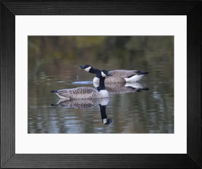 Framed Print : Goose Canada (Branta canadensis) pair on small rural pond, Dumfries, SW Scotland Framed Print : Goose Canada (Branta canadensis) pair on small rural pond, Dumfries, SW Scotland