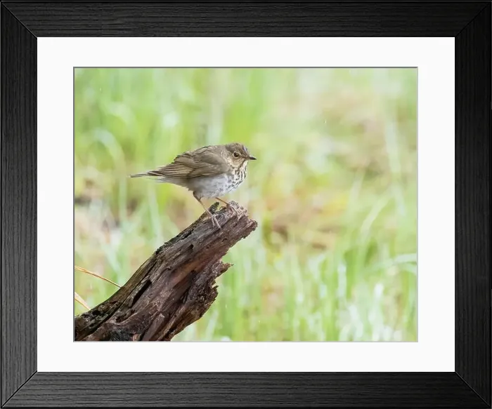 Framed Print : A Swainson's Thrush in Northern Saskatchewan Framed Print : A Swainson's Thrush in Northern Saskatchewan