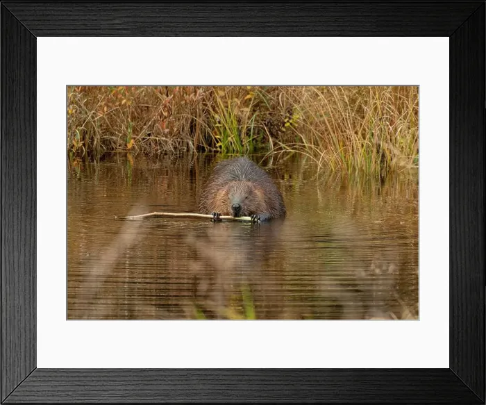 Framed Print : A wild North American beaver (Castor canadensis) sits in the water holding a branch