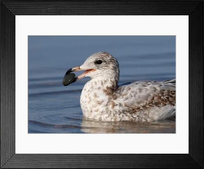 Framed Print : Ring-billed Gull (Larus delawarensis) - Pinery Provincial Park, ON Framed Print : Ring-billed Gull (Larus delawarensis) - Pinery Provincial Park, ON