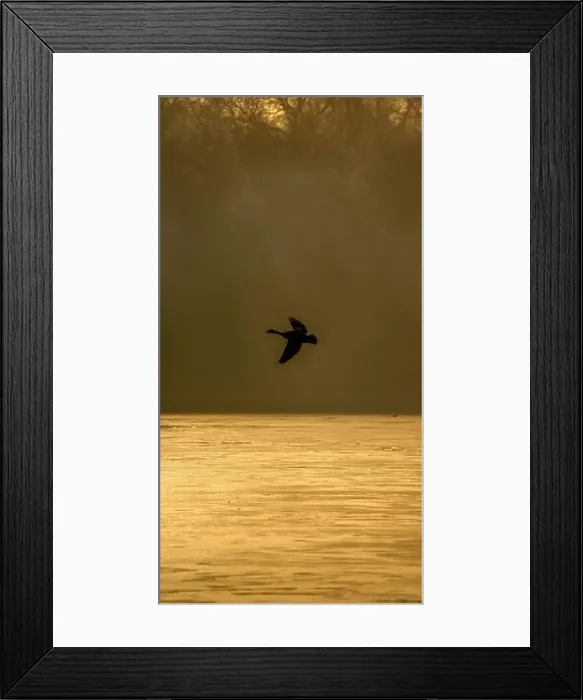 Framed Print : Canada Goose Silhouette in Flight Over a Tranquil Golden Water Surface at Dawn with a Misty Forest Backdrop in a Framed Print : Canada Goose Silhouette in Flight Over a Tranquil Golden Water Surface at Dawn with a Misty Forest Backdrop in a