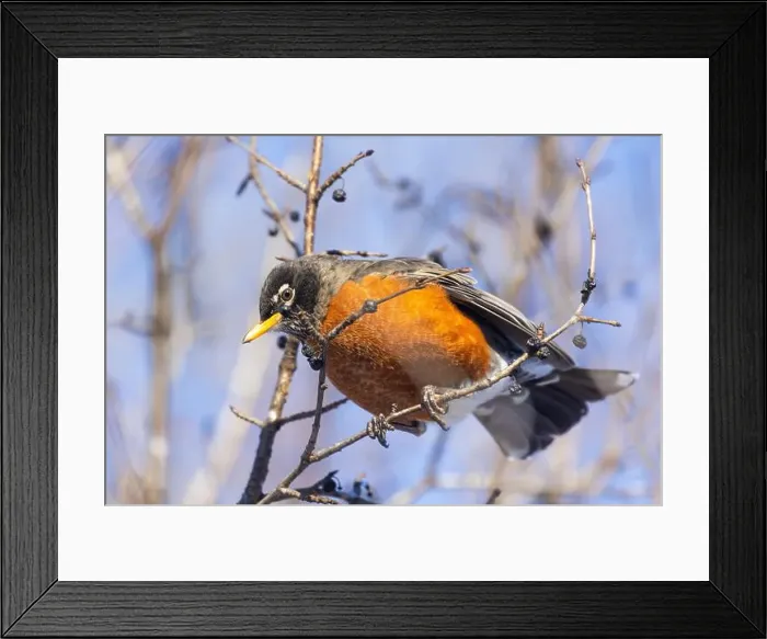 Framed Print : American robin (Turdus migratorius) in winter Framed Print : American robin (Turdus migratorius) in winter