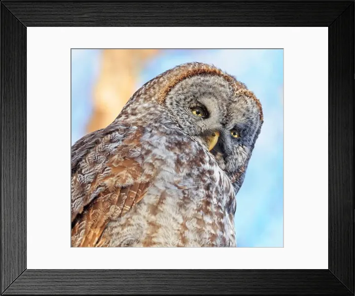 Framed Print : Great Grey Owl portrait in the forest, Quebec, Canada Framed Print : Great Grey Owl portrait in the forest, Quebec, Canada