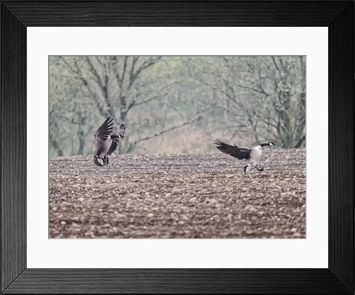 Framed Print : Goose Canada (Branta canadensis), coming in to land on ploughed field, Dumfries, SW Scotland Framed Print : Goose Canada (Branta canadensis), coming in to land on ploughed field, Dumfries, SW Scotland