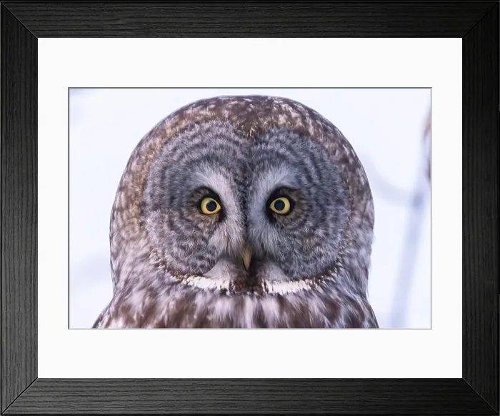 Framed Print : The great grey owl (Strix nebulosa) in winter Framed Print : The great grey owl (Strix nebulosa) in winter