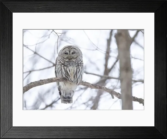 Framed Print : barred owl (Strix varia) in winter Framed Print : barred owl (Strix varia) in winter