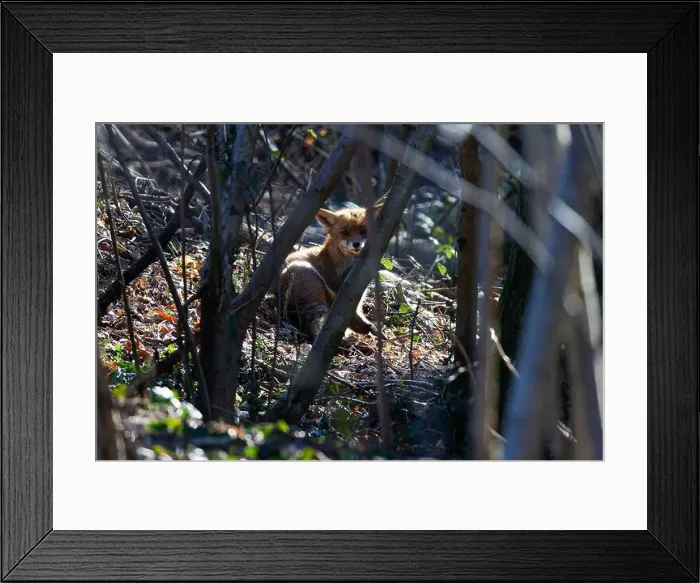 Framed Print : A Fox between the trees bading in the sun. (Omnivorous mammals, familiy Canidae) Framed Print : A Fox between the trees bading in the sun. (Omnivorous mammals, familiy Canidae)