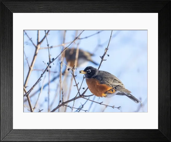Framed Print : American robin (Turdus migratorius) in winter Framed Print : American robin (Turdus migratorius) in winter