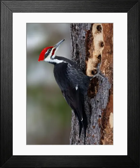 Framed Print : Male Pileated Woodpecker (Dryocopus pileatus) looking for insects by drilling holes in a dead pine tree - Ontario Framed Print : Male Pileated Woodpecker (Dryocopus pileatus) looking for insects by drilling holes in a dead pine tree - Ontario