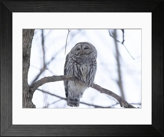 Framed Print : barred owl (Strix varia) in winter Framed Print : barred owl (Strix varia) in winter