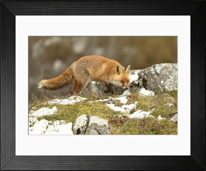 Framed Print : Red fox in a high mountain area on a very snowy day with the last light of a cold winter day Framed Print : Red fox in a high mountain area on a very snowy day with the last light of a cold winter day