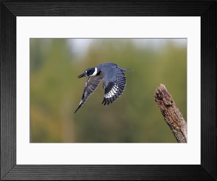 Framed Print : Male Belted Kingfisher (Megaceryle alcyon) taking flight - Huron County, Ontario, Canada Framed Print : Male Belted Kingfisher (Megaceryle alcyon) taking flight - Huron County, Ontario, Canada