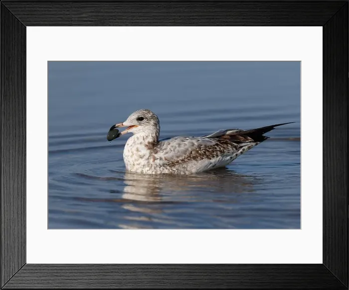 Framed Print : Ring-billed Gull (Larus delawarensis) - Pinery Provincial Park, ON Framed Print : Ring-billed Gull (Larus delawarensis) - Pinery Provincial Park, ON