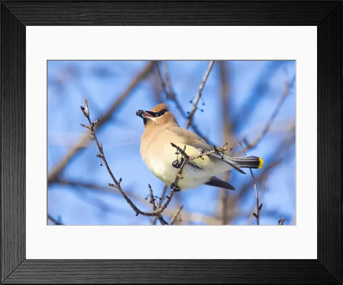 Framed Print : cedar waxwing (Bombycilla cedrorum) in winter Framed Print : cedar waxwing (Bombycilla cedrorum) in winter