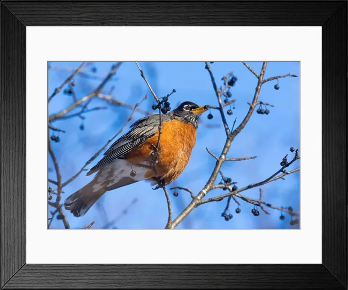 Framed Print : American robin (Turdus migratorius) in winter Framed Print : American robin (Turdus migratorius) in winter
