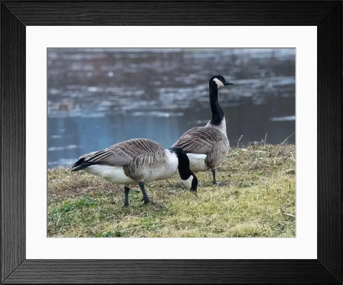 Framed Print : Pair of Canada Geese (Branta Canadensis) Framed Print : Pair of Canada Geese (Branta Canadensis)