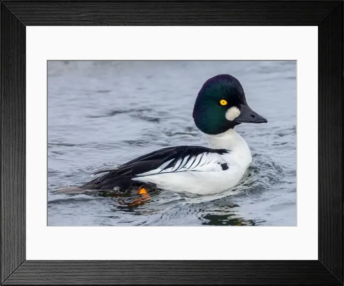 Framed Print : A Common Goldeneye male in winter Framed Print : A Common Goldeneye male in winter