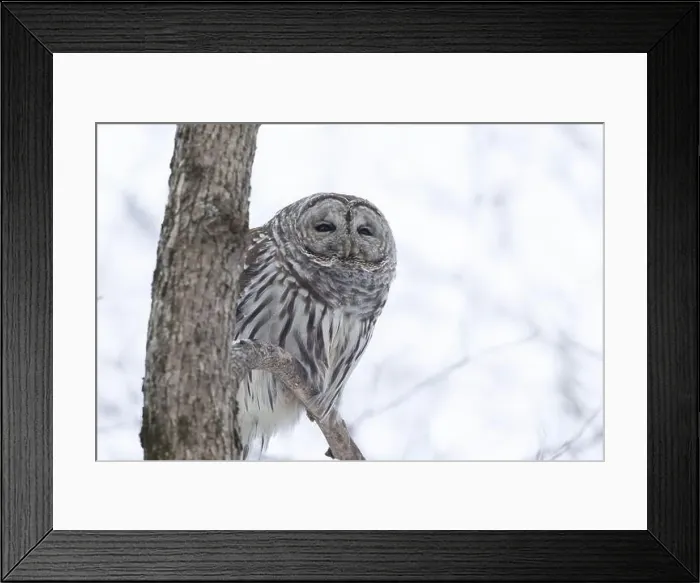 Framed Print : barred owl (Strix varia) in winter Framed Print : barred owl (Strix varia) in winter