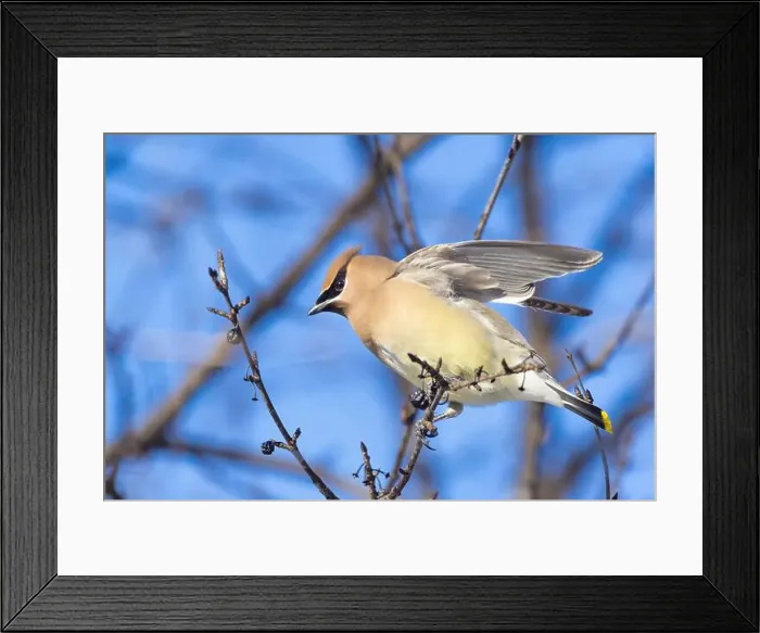 Framed Print : cedar waxwing (Bombycilla cedrorum) in winter