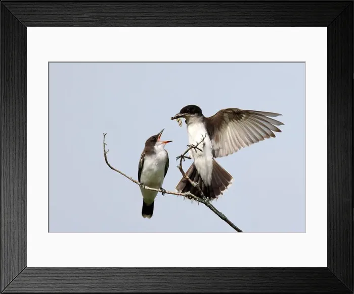 Framed Print : Eastern Kingbird (Tyrannus tyrannus) arrives with a dragonfly to feed its fledgling young - Huron County Framed Print : Eastern Kingbird (Tyrannus tyrannus) arrives with a dragonfly to feed its fledgling young - Huron County