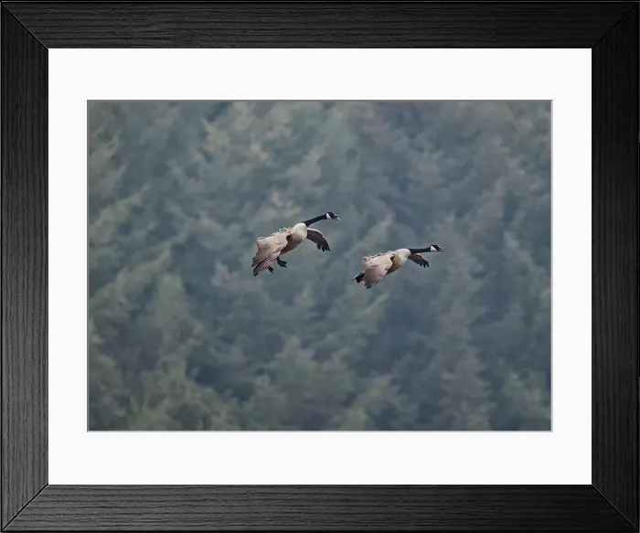 Framed Print : Goose Canada (Branta canadensis), coming in to land on ploughed field, Dumfries, SW Scotland Framed Print : Goose Canada (Branta canadensis), coming in to land on ploughed field, Dumfries, SW Scotland