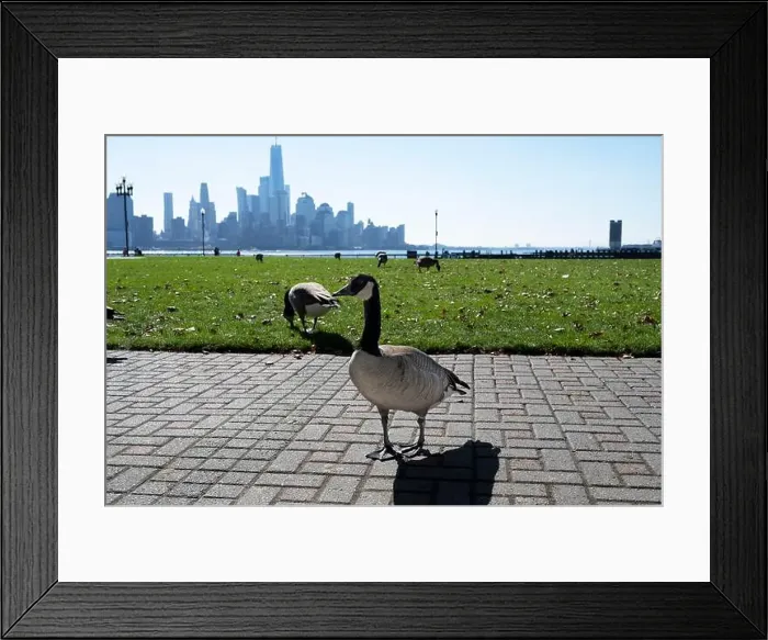 Framed Print : Canada geese in Pier A Park, Hoboken, New Jersey, Manhattan skyline in background Framed Print : Canada geese in Pier A Park, Hoboken, New Jersey, Manhattan skyline in background