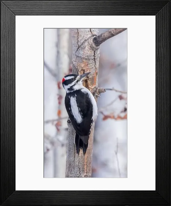 Framed Print : A Hairy Woodpecker clings to an aspen tree Framed Print : A Hairy Woodpecker clings to an aspen tree